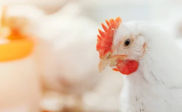 Минсельхоз Казахстана прокомментировал ситуацию с обнаружением в России листерии в курице