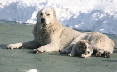 Ученые раскрыли генетическую карту казахских собак породы тобет