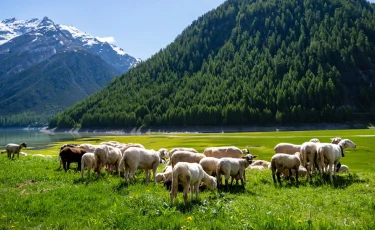 «Невидимый» скот пасли в лесах Алматинской области