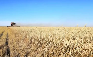 Қазақстанда жоғары сапалы тұқымдар орталығы құрылады