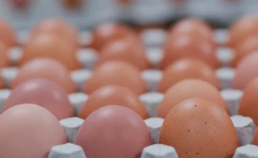 Жұмыртқа қымбаттамайды: кәсіпкерлер баға тұрақтылығын қамтамасыз етуге міндеттеме алды