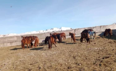 «25 млн теңгенің малын ұрлаған»: Қостанай облысында қылмыстық топ ұсталды