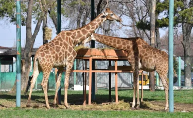 Алматы хайуанаттар бағы рекорд орнатты