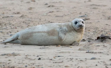 Тюлени лишились возможности питания на Каспии