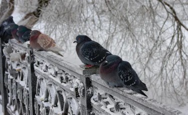В Казахстан снова придут морозы