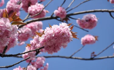 Где в Казахстане и за границей отдохнуть на Наурыз и во сколько это обойдётся?
