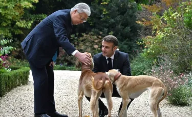 Чистокровные тазы могут исчезнуть в Казахстане – сенатор бьет тревогу