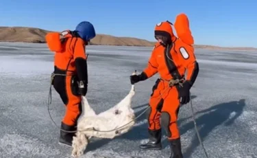 Тысячи мертвых сайгаков находят на побережье Кенгирского водохранилища (ВИДЕО)