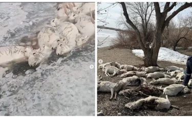 «Киік қырылып жатыр»: Экология министрлігі жағдайды түсіндірді