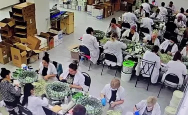 Қауіпті бизнес: Түркістан облысында 10 миллион дана снюс тәркіленді