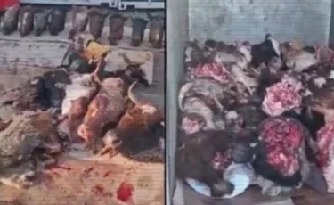 Үш қалада мал соятын 13 заңсыз цех табылды (ВИДЕО)