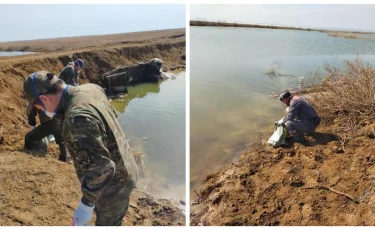 Қостанай облысындағы су айдынында балықтар қырылды