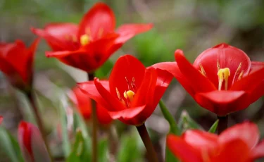 12 миллион теңге айыппұл: Түркістандық полицейлер қызғалдақ терген әйелді іздеп жатыр