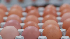 Қазақстанда тауық жұмыртқаларын әкелуге уақытша тыйым салынды