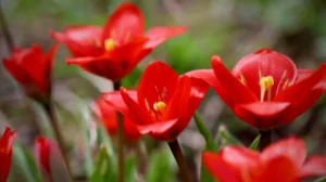 Қызғалдақ жұлғандарға салынатын айыппұлды азайту керек – депутат