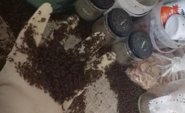 Шіріген көкөніс шыбын-шіркейдің ордасына айналды