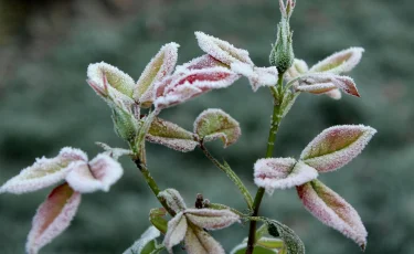 В Казахстане ожидаются заморозки