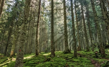 «Семей орманы» в центре скандала: бывшие лесники похищали саженцы для незаконной продажи