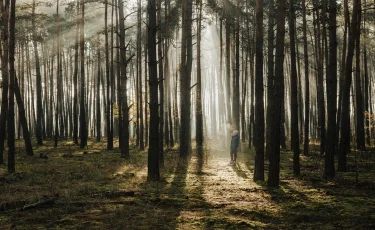 Южная Корея восстановит сгоревшие леса в Абайской области