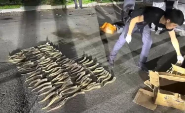 Жүздеген млн теңге шығын: Жетісу облысында киік мүйіздерінің заңсыз саудасы тоқтатылды