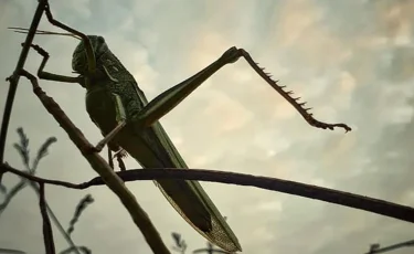 Саранча атакует южные регионы Казахстана