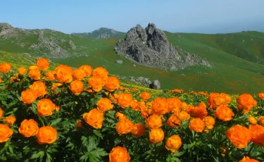 Абай облысында ұлттық парк қызметкерлері жалған дипломмен жұмыс істеген