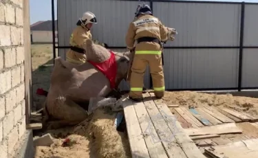 Қызылорда облысында дәретхана шұңқырына құлаған түйе құтқарылды