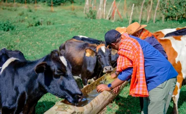 Субсидии в сауну: в ЗКО разоблачили крупную аферу с агрокредитами