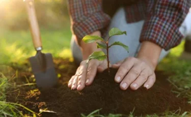 Алматы облысында жыл басталғалы 80 мыңға тарта ағаш отырғызылды