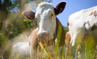 Жыл басынан бері 190-ға жуық мал ұрысы ұсталды