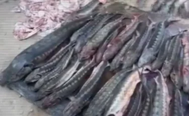 Жаңаөзен тұрғынынан жарты тоннадан аса бекіре тәркіленді