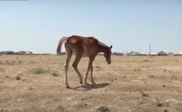 «Скот гибнет, сена нет»: фермеры в Туркестане страдают от засухи и бездействия властей