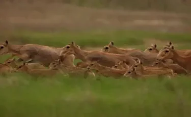 Тоқаев Қытайға 1 500 киік тарту етті