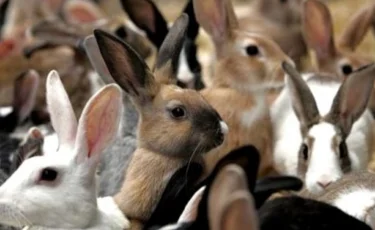 Алматыда жалғызбасты әйел бір бөлмелі пәтерде қоян асырап, маңайының мазасын қашырған