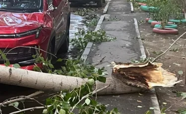 Женщину убило деревом во время урагана в Аксу: семье погибшей закроют кредиты