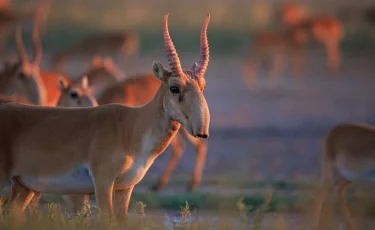 Сайгаки вытеснили скот и разоряют посевы: фермеры ЗКО потребовали решения проблемы