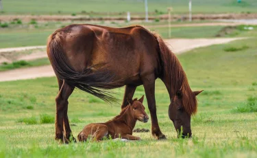 Китайские инвесторы хотят купить казахстанских лошадей