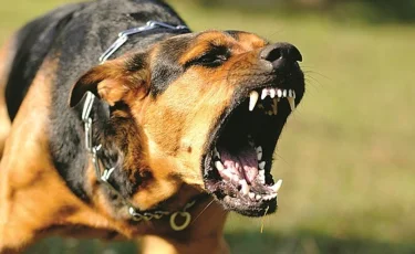 «Құлағын жұлып алған»: Алматы облысында 10 жасар баланы үш ит талап тастады