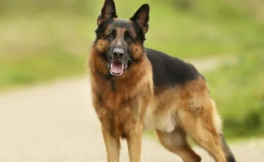 Собаки растерзали мальчика в Алматинской области: прокуратура обещает жёсткие меры