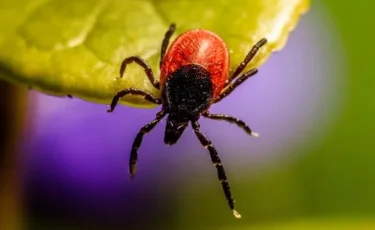 Түркия азаматы жастықтағы кенені өртеймін деп бүкіл орманды өртеп жіберген