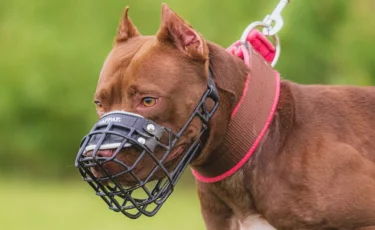«Бала иттерді өзі ызаландырды»: Алматы облысында балаға шабуыл жасаған иттердің иесі өз нұсқасын айтты