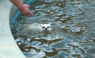 «Қаңғыбас жануарлар мен құстар да шомылады»: Қаладағы фонтандарға не себепті шомылуға болмайды