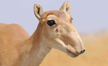 Ақбөкеннің еті 1600 теңгеден сатылатын болды