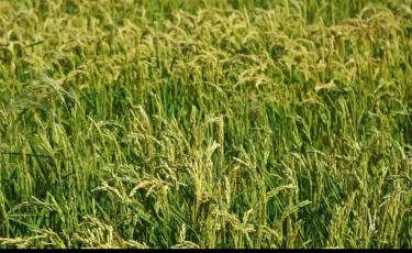 Водный скандал на юге: руководителям «Казводхоза» объявлены строгие выговоры за незаконный полив риса