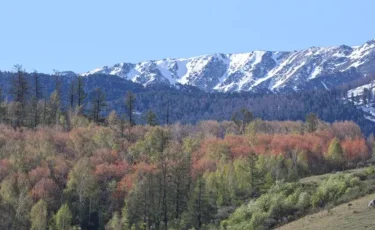 Катон-Карагайский нацпарк временно закрыли для туристов