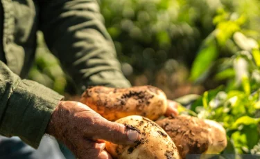 Отказ от экспорта может ударить по картофельному рынку — фермеры