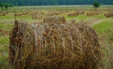 Аграрный рентген: в Казахстане стартовала масштабная сельхозперепись