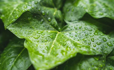 Дожди и грозы ожидаются в ряде регионов Казахстана