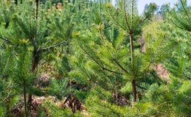 Қонаев қаласында 6 миллион көшет отырғызылатын тәлімбақ салынады