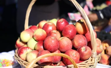 Возрождение «Апорта»: в Алматинской области посадят яблоневые сады на 110 га